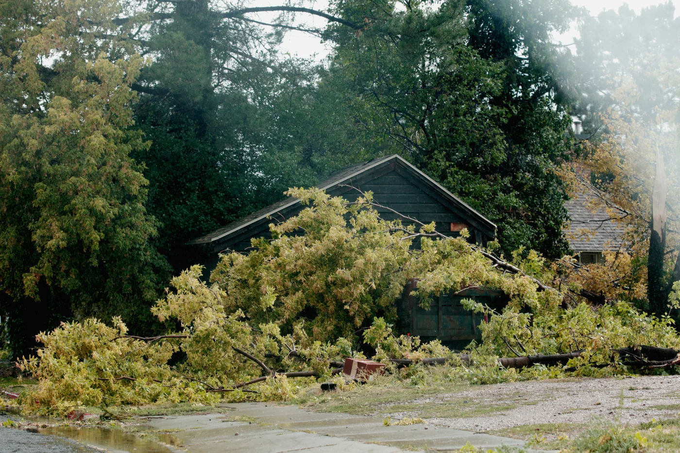 Fallen trees in front of home after storm