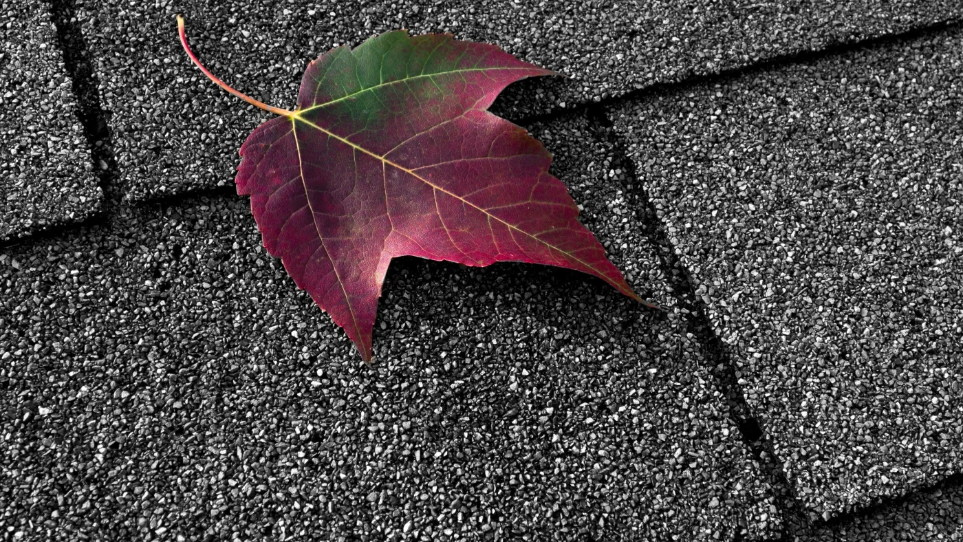 Close-up of a shingle roof with a single leaf lying on it
