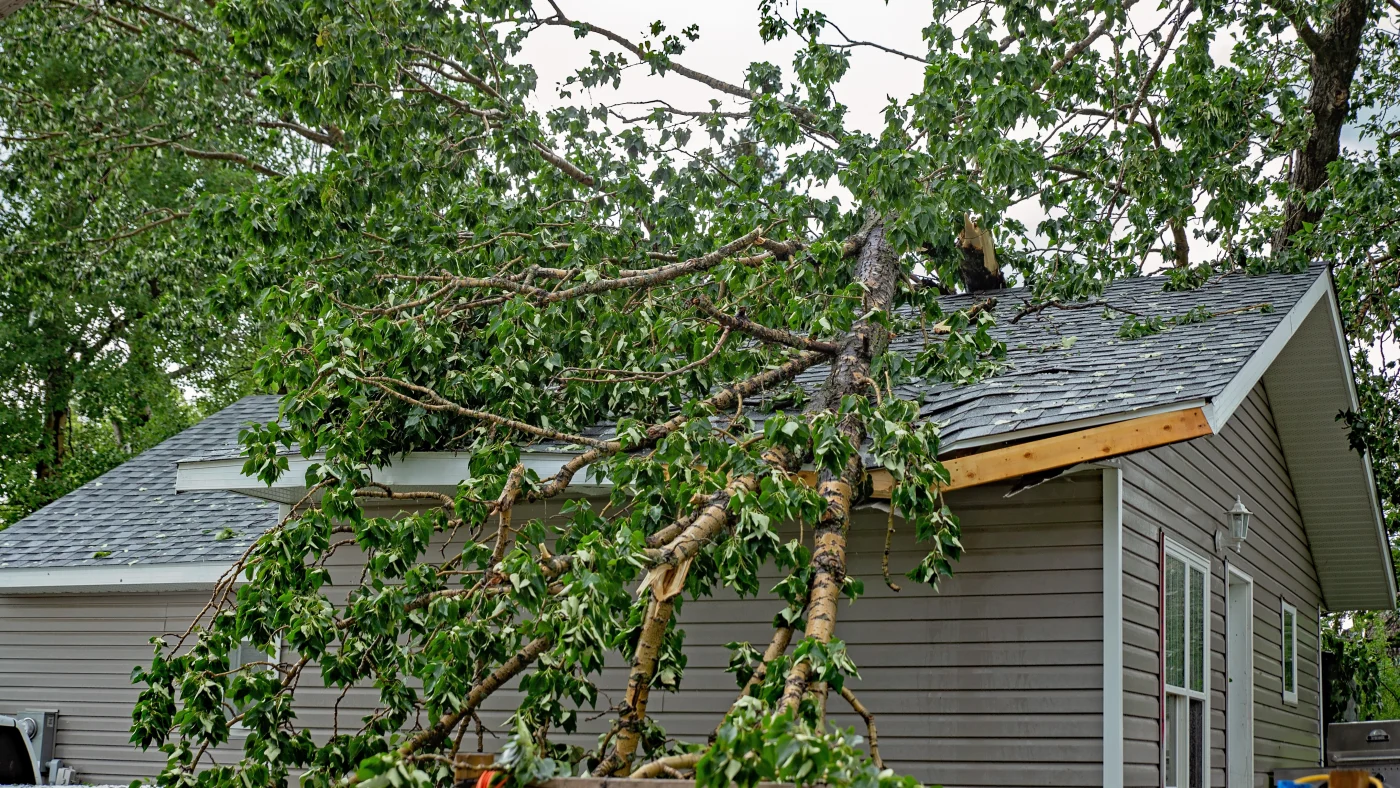 A fallen tree lies on top of a storm-damaged roof